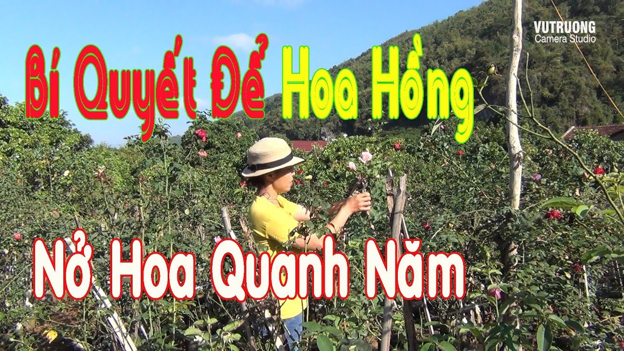 5 Bí Quyết Để Hoa Hồng Nở Rộ Và Sai  Hoa Quanh Năm