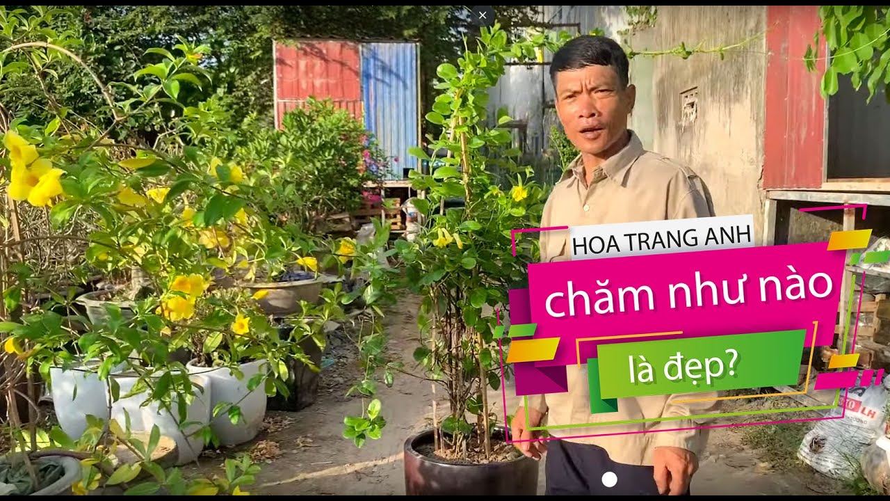 5. Hướng dẫn trồng và chăm sóc cây Hoa Trang Anh (Phần 1) - Cây cảnh Chợ Hàng