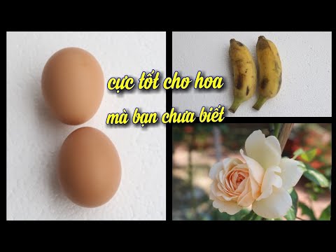 5 Loại Phân Thần Thánh Cực Tốt Cho Hoa Hồng Luôn Nở Hoa Quanh Năm.Bạn Chưa Biết!.. NGƯỜI ƯƠM MẦM