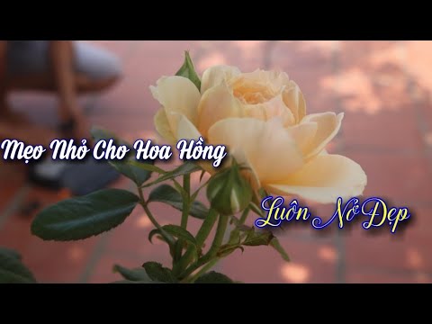 5 Mẹo Nhỏ.Giúp Người Yêu Trồng Hoa Hồng,Luôn Có Vườn Hoa Đẹp Hơn.