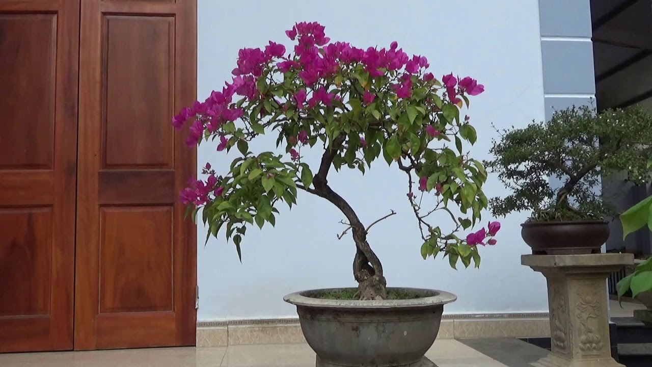 5 nguyên nhân chính làm hoa giấy ít hoa, không ra hoa, khắc phục - why the bougainvillaea bloom few