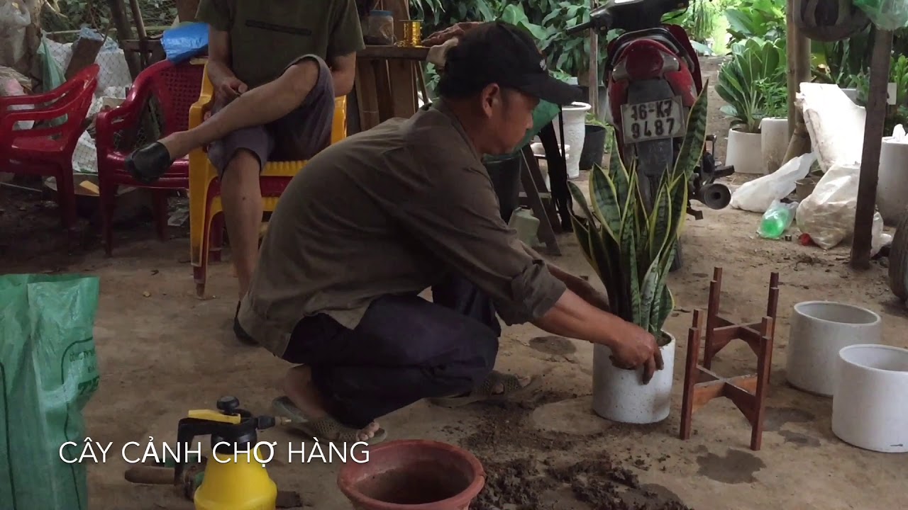 58. Trồng lưỡi hổ trực tiếp cho khách hàng tại Trang trại - Cây cảnh Chợ Hàng