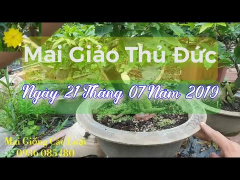 6 Cây Mai Giảo Thủ Đức Đế Đẹp 😀 470K😀 21/07/19