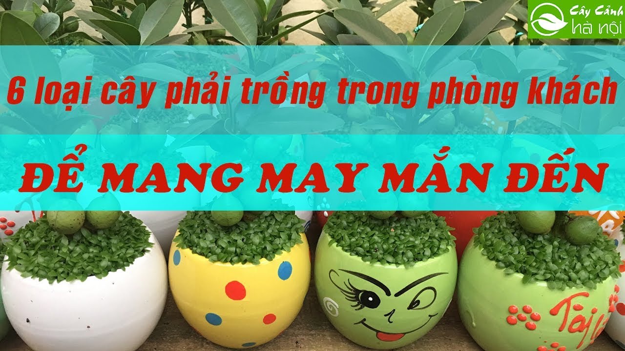 6 Loại cây cảnh phải trồng trong phòng khách để mang may mắn đến