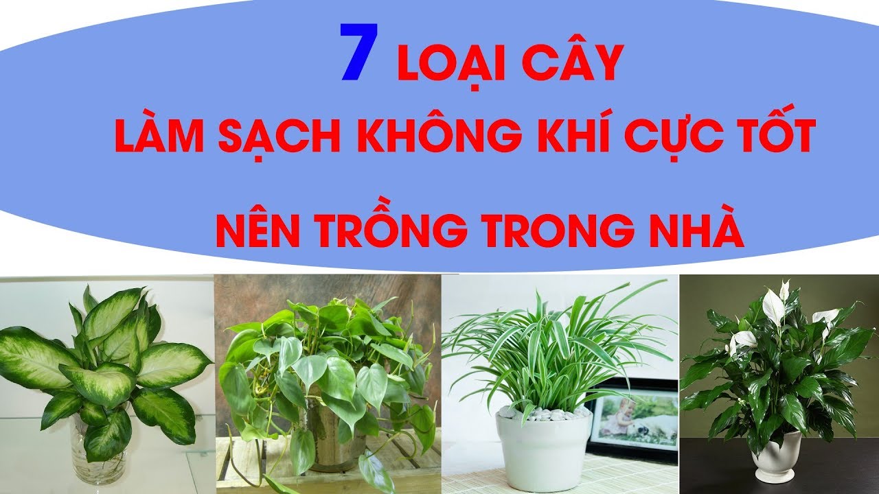 7 cây trồng làm sạch không khí cực tốt nên trồng trong nhà