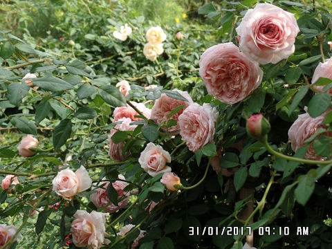 Abraham Darby - English Rose Climbers  has beautiful blooms!