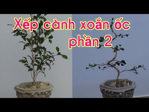 Arrange branches in spiral way for bonsai 2 - Cách xếp cành cây cảnh cổ dạng xoắn ốc - phần 2