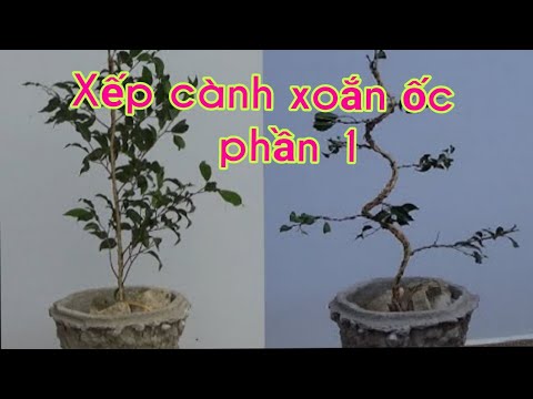 Arrange the branches in spiral way for bonsai 1 - Cách xếp cành cây cảnh dạng xoắn ốc _ phần 1