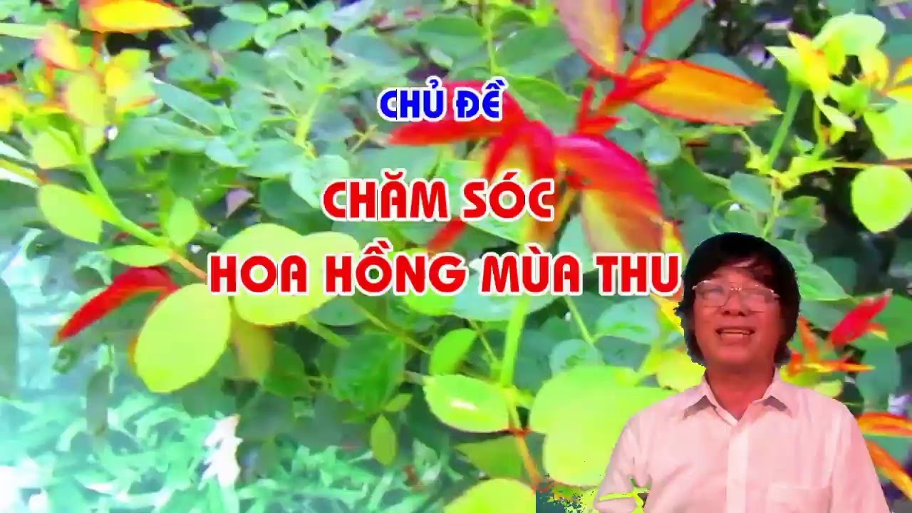 BẠN LÀM GÌ ... KHI HOA HỒNG ĐANG MÙA RỤNG LÁ ? ! ?TRUNG HOA HỒNG