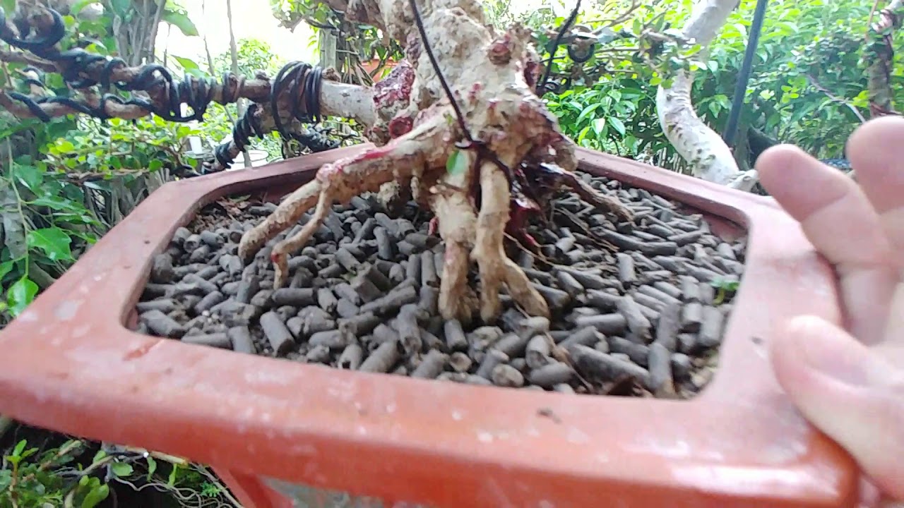 BÓN PHÂN ĐỊNH KỲ - BONSAI VN