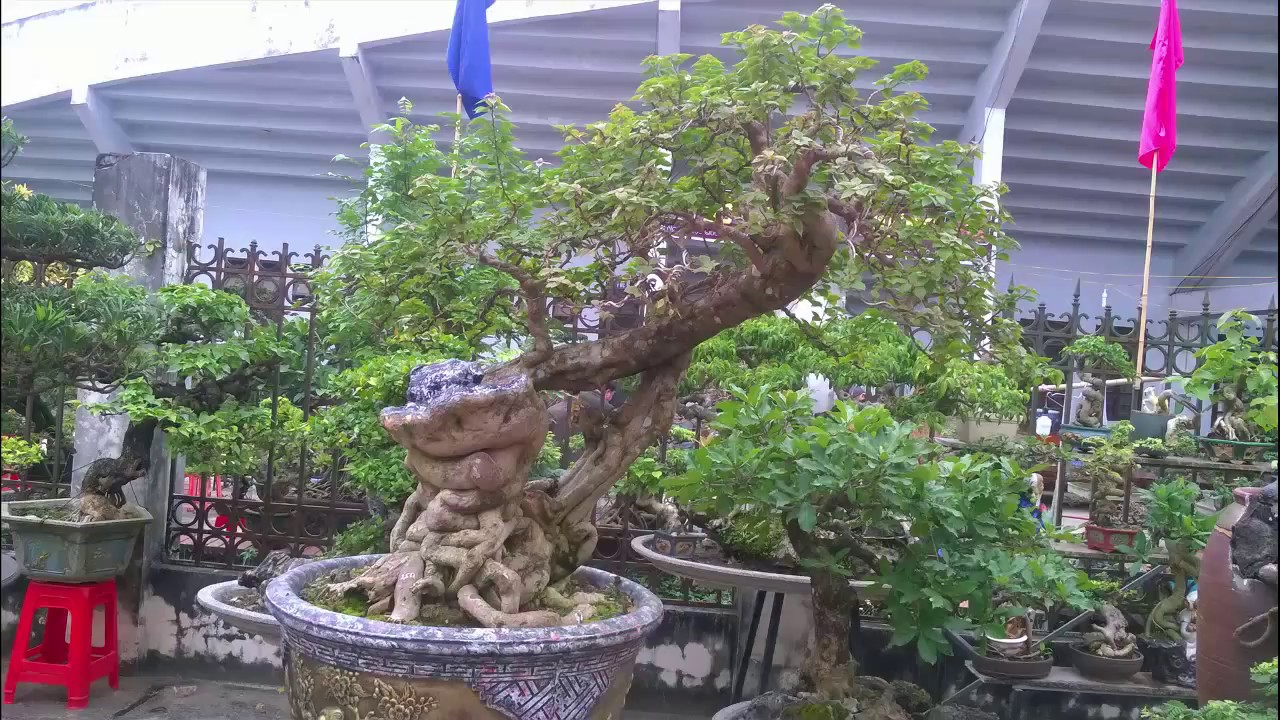 BONSAI HOA GIẤY TUYỆT ĐỈNH LÀ ĐÂY (Bougainvillea bonsai)