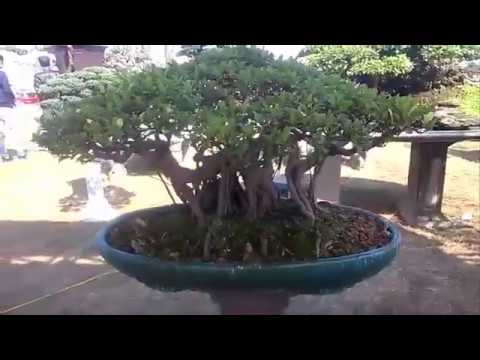 BONSAI NHỎ NHƯNG GIÁ KHÔNG HỀ NHỎ