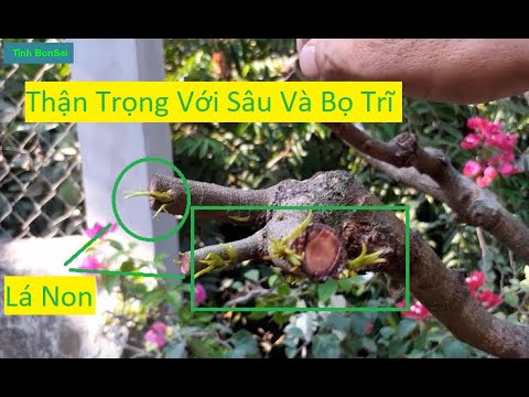 Bảo Vệ Lá Mai Non Trước Sâu Và Bọ Trĩ  | Tính Bonsai