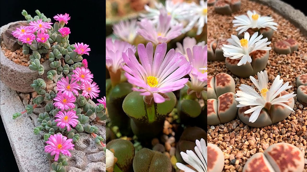 Beautiful Succulents Bloom Before Your Eyes| Sen đá nở hoa tuyệt đẹp| 多肉植物| 다육이들 | Suculentas