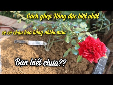 Bí Quyết Đặc Biệt. Không Cần Ghép Hồng. Vẫn Có Chậu Hoa Hồng Đẹp.Nhiều Loại Hoa Hồng. NGƯỜI ƯƠM MẦM