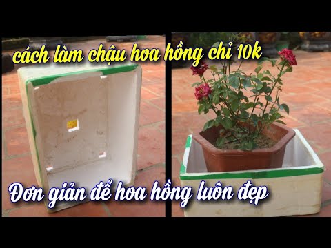 Bí Quyết Để Làm Những Chậu Hoa Hồng Luôn Nở Hoa Phát triển Tốt .NGƯỜI ƯƠM MẦM