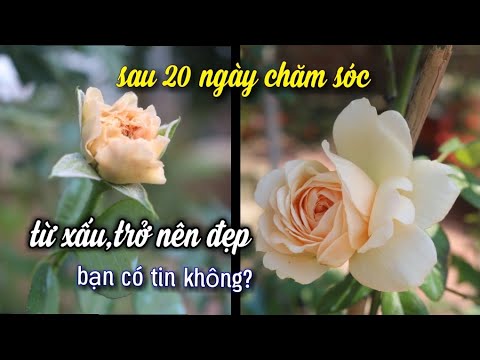 Bí Quyết Sau 20 Ngày Chăm Sóc Hoa Hồng .Từ Xấu Trở Nên Đẹp.