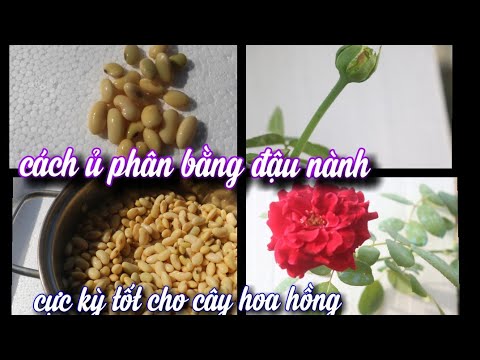 Bí Quyết Ủ Phân Hữu Cơ Thần Thánh Cực Tốt Cho Hoa Hồng Nở Quanh Năm. Ủ Đậu Nành (đỗ tương)