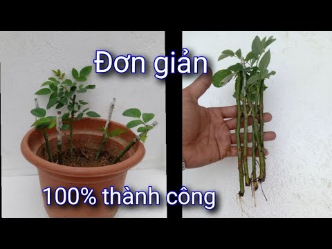 Bí Quyết Ươm Và Giâm Cành Hoa Hồng Đơn Giản 100%Thành Công.NGƯỜI ƯƠM MẦM