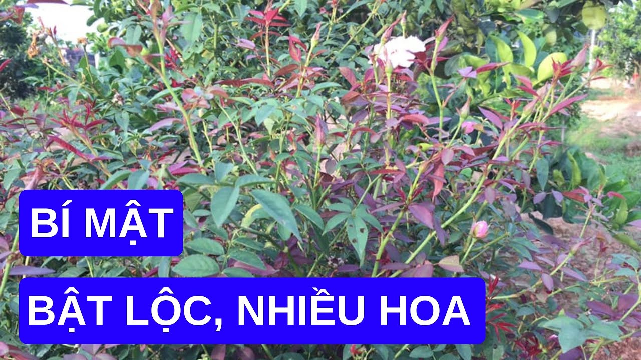 Bí quyết bật lộc, nhiều hoa trên cây hoa hồng