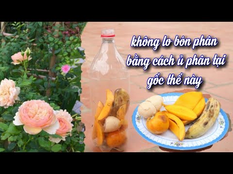 Bí quyết để cây hồng phát triển mạnh.nở hoa đẹp là đây!! Dịch hoa quả ủ tại gốc