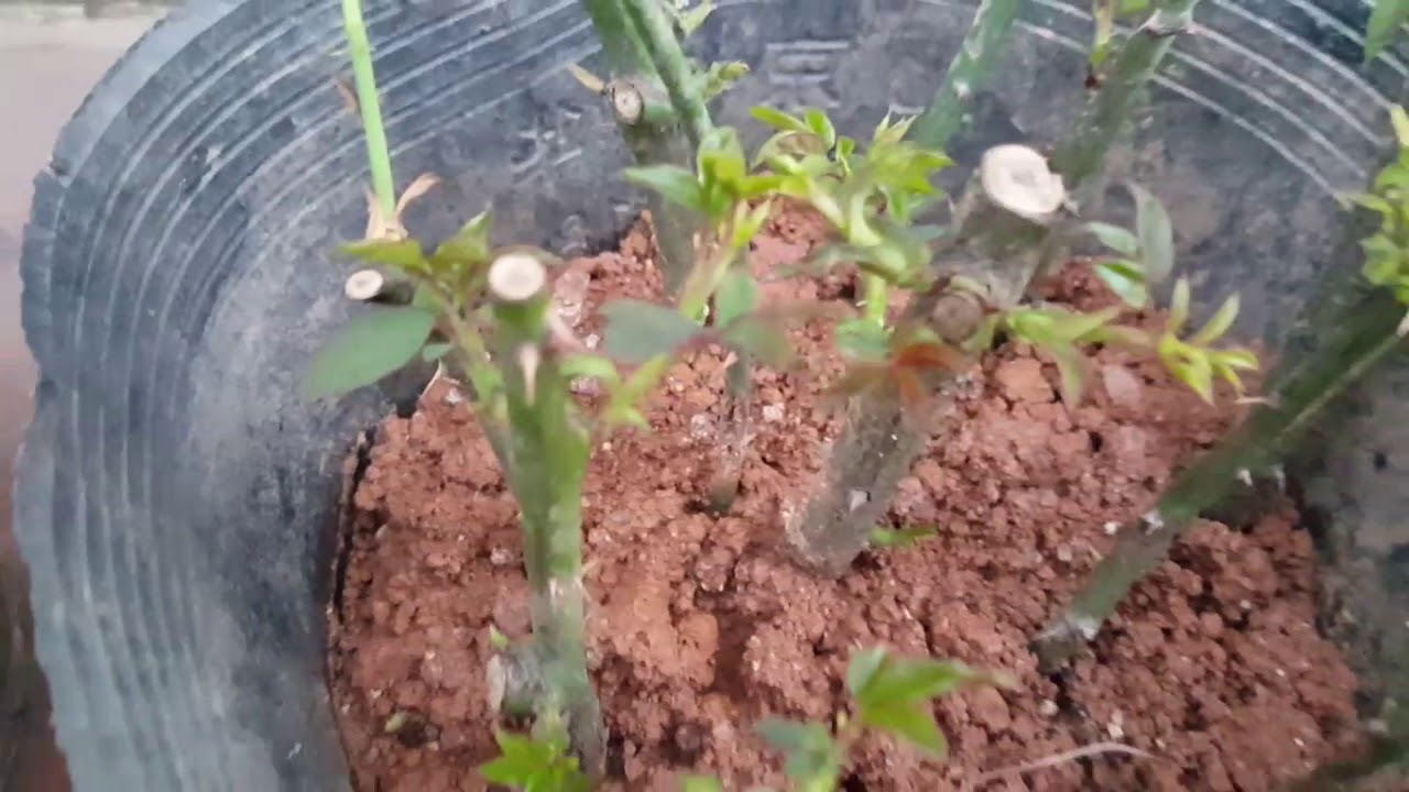 Bí quyết giâm cành hoa hồng dễ dang (How to Grow Roses from Cuttings Easy)