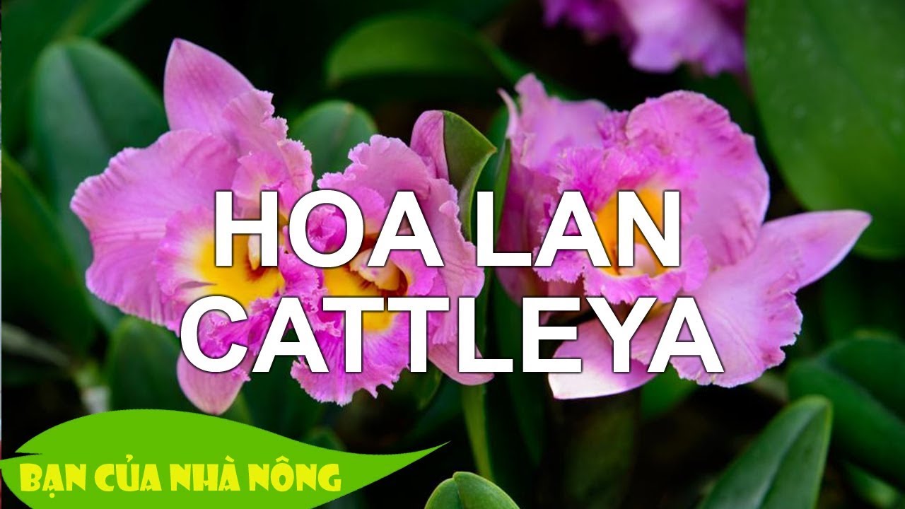 Bí quyết hay giúp Chăm Sóc Để Lan Cattleya Ra Hoa