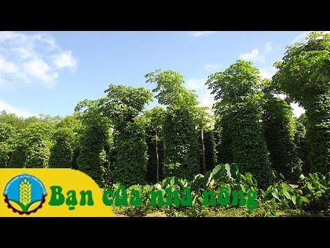 Biện pháp tăng năng xuất vườn tiêu bằng cách trồng nọc sống