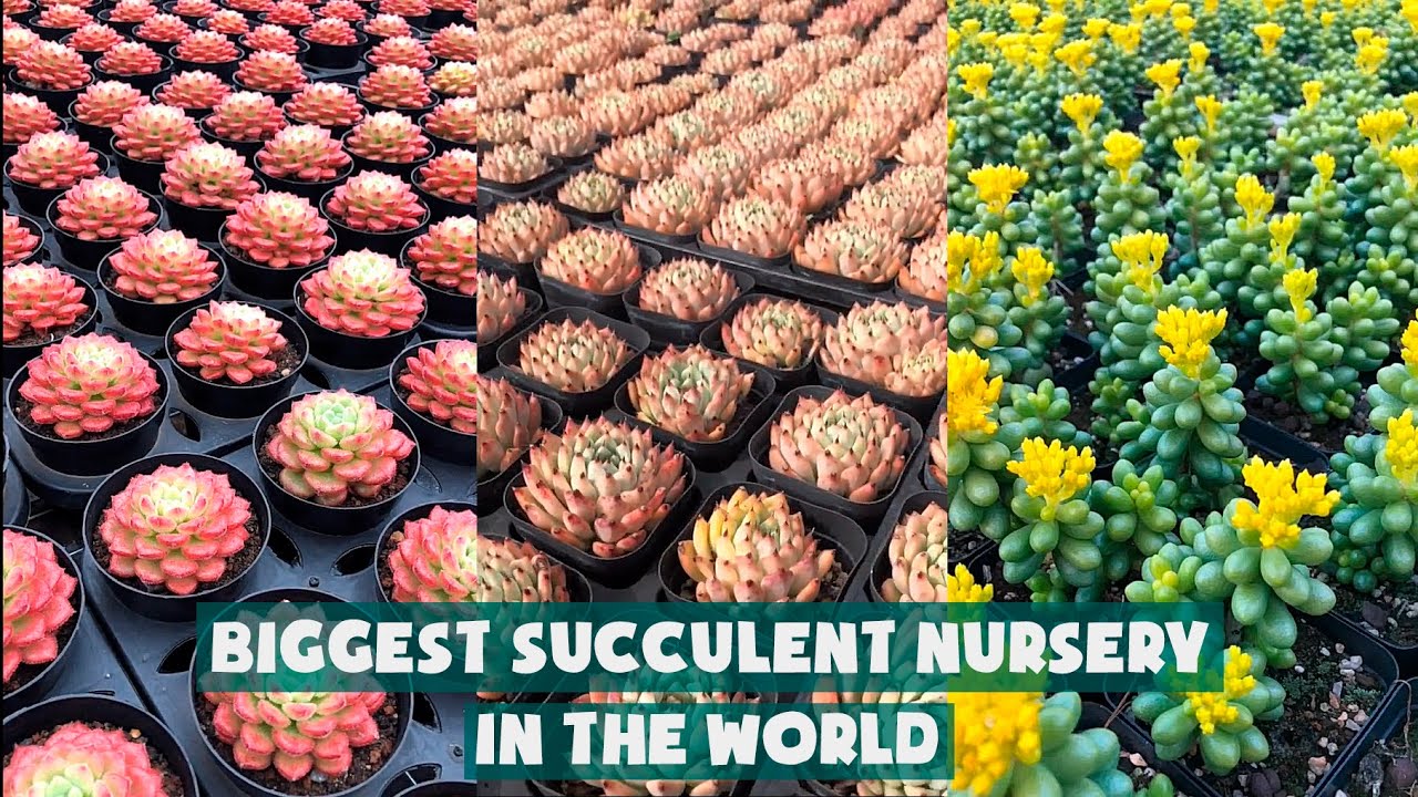 Biggest Succulent Nursery Tour 2020| Tham quan trang trại sen đá lớn nhất thế giới | Suculentas