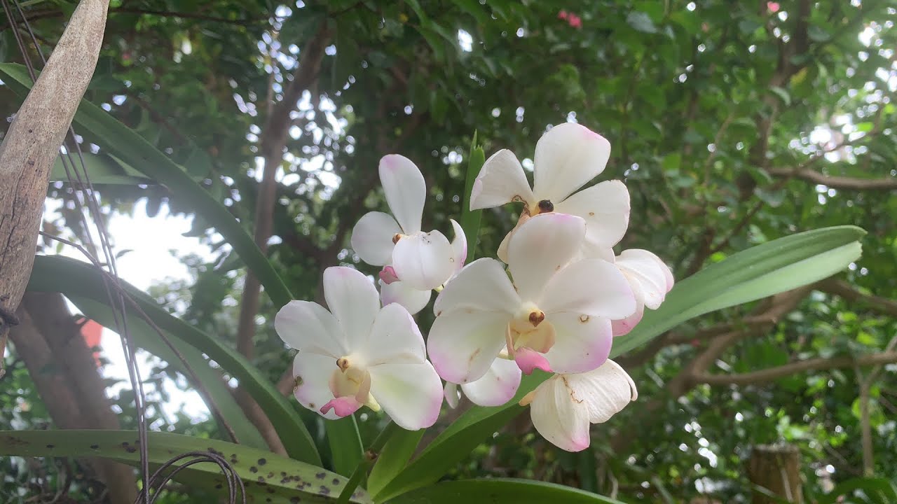 Bình thản ngắm lan nhé mọi, có loại nào ngắm loại đó