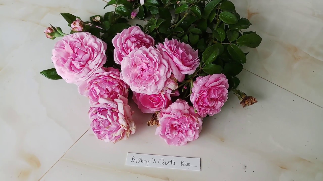 Bishop' s Castle rose