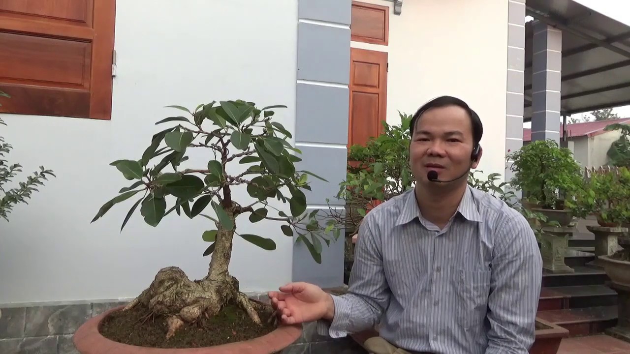 Bộ Tứ linh - The symbol of Dragon, Kylin, tortoise and phonix in bonsai in Viet Nam