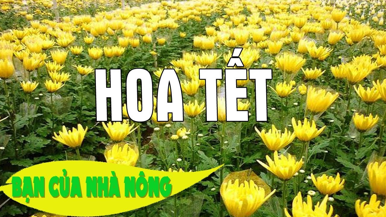 Bỏ Túi Bí Quyết Hay Để Chăm Sóc Hoa Nở Đúng Dịp Tết, Thu Lợi Nhuận Cao