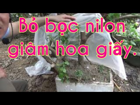 Bỏ bọc nilon giâm cành hoa giấy