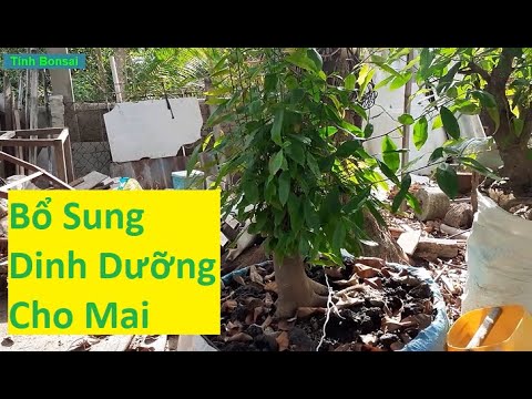 Bồi Bổ Cho Mai Vàng Lúc Nắng Gắt | Tính Bonsai