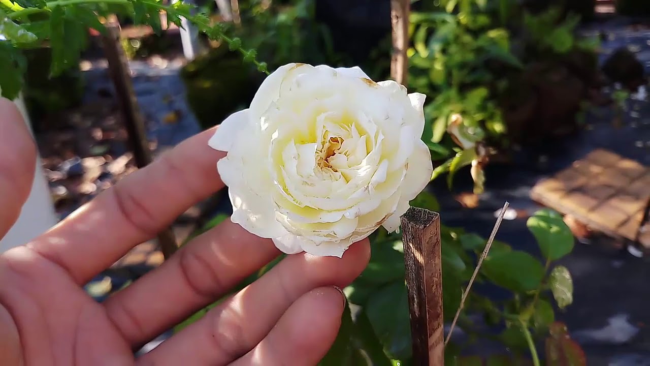 Bolero rose (Floribunda Rose)