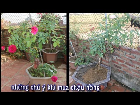 Bón Phân Chăm Sóc Cây Hoa Hồng Mới Mua Về. Những Chú Ý Khi Sang Chậu.NGƯỜI ƯƠM MẦM