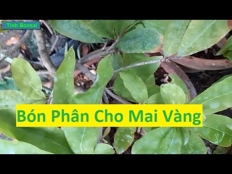 Bón Phân Cho Mai Ghép Đầu Tháng 4 | Tính Bonsai