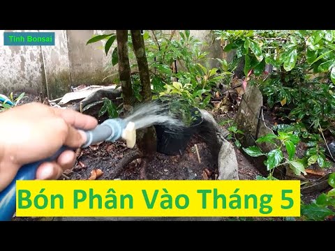 Bón Phân Đạm Cho Mai Vàng Vào Tháng 5 Âm Lịch | Tính Bonsai