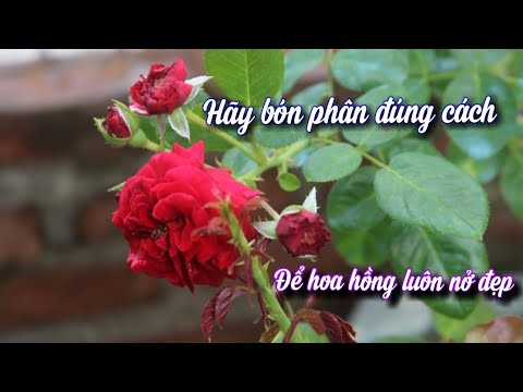 Bón Phân Đúng Cách Này Hoa Hồng Sẽ Luôn Nở Hoa Đẹp.Bạn Chưa Biết!! NGƯỜI ƯƠM MẦM