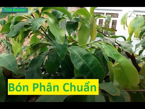 Bón Phân Đúng Thời Kỳ Sẽ Giúp Mai Vàng Xanh Tốt | Tính Bonsai