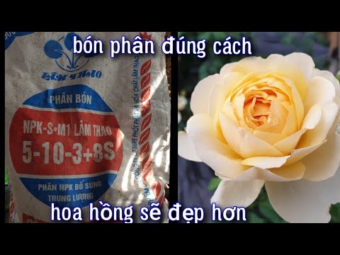 Bón Phân Gì?..Bón Lúc Nào Cho Hoa Hồng Luôn Đẹp??..NGƯỜI ƯƠM MẦM