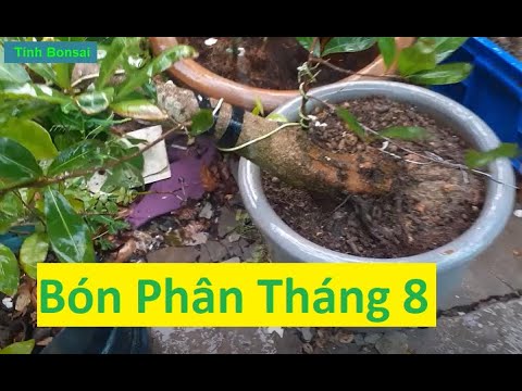 Bón Phân Hữu Cơ Cho Mai Vàng Đầu Tháng 8 | Tính Bonsai