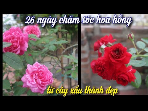 Bón Phân, Phun Thuốc, Chăm Sóc Cây Hoa Hồng Sau 26 Ngày Từ Xấu Thành Đẹp