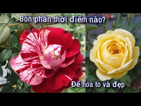 Bón Phân Thời Điểm Nào Để Hoa Hồng Trong Chậu Luôn Nở Đẹp.?NGƯỜI ƯƠM MẦM