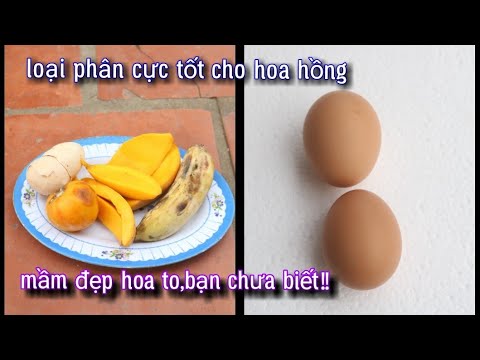 Bón Trứng Và Chuối Làm Phân Hoa Hồng, Hoa Đẹp Mầm To, Sau 33 Ngày. NGƯỜI ƯƠM MẦM