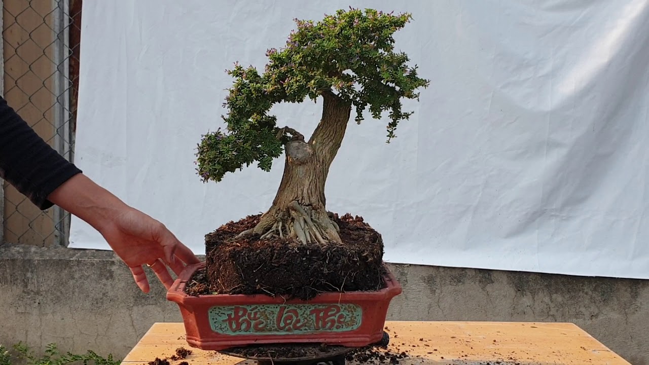 Bonsai 150| Báo giá Bonsai Mùa Co Vy 19 tuổi - Nhà Vườn Thủ Đức tăng cường giảm giá | Pan City