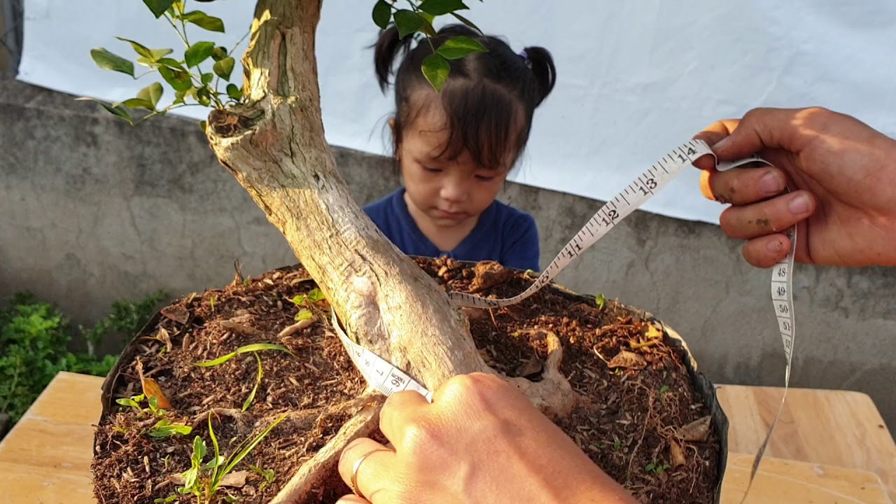 Bonsai 153 | Nhà Vườn báo giá bonsai sinh viên loại nào cũng có | Pan City