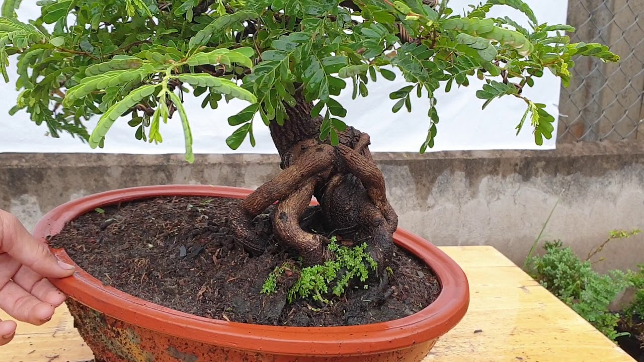 Bonsai 160 | Những combo bonsai mini Sam hương siêu dễ thương cho anh em để bàn trà | Pan City