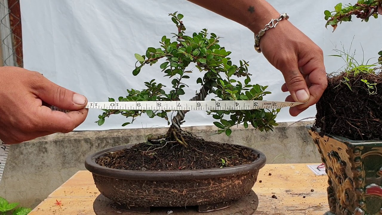 Bonsai 164 | Đồng giá 700k một combo bonsai giá rẻ tuyệt vời tri ân khách hàng | Pan City